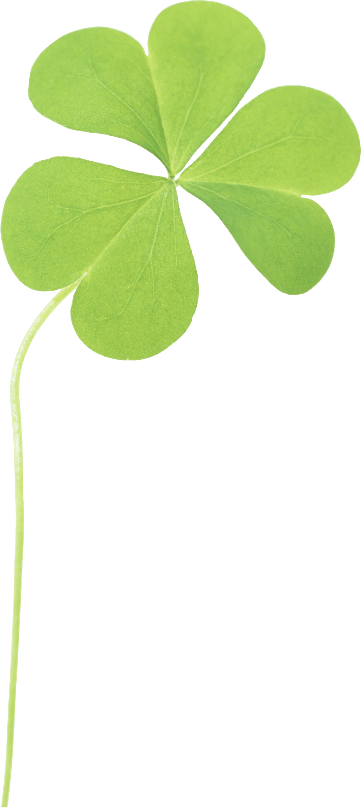 Clover Png Image PNG Image