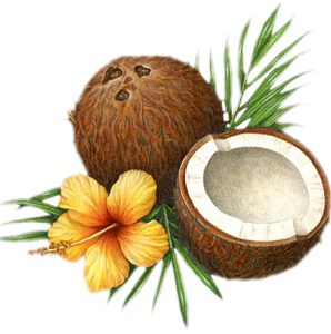 Coconut Png Picture PNG Image