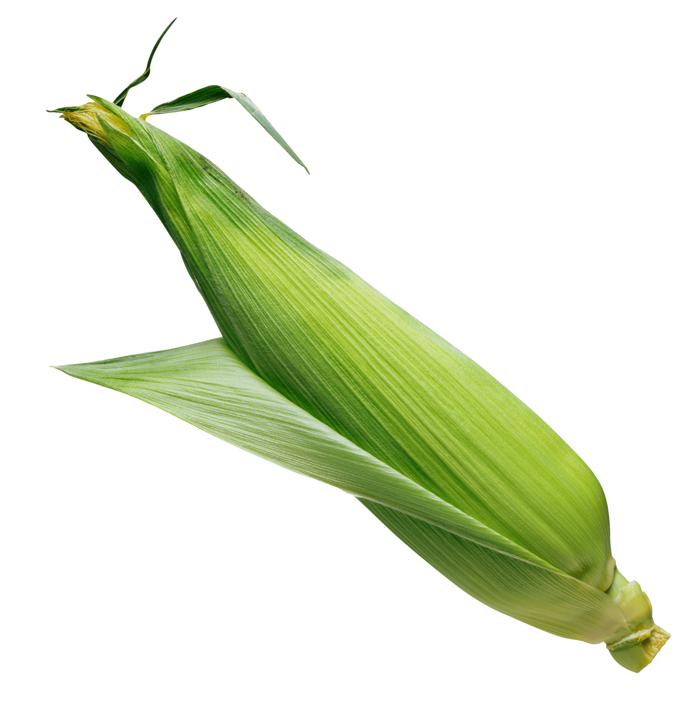 Corn Png Image PNG Image