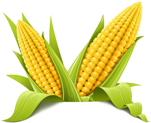 Corn Png Picture PNG Image