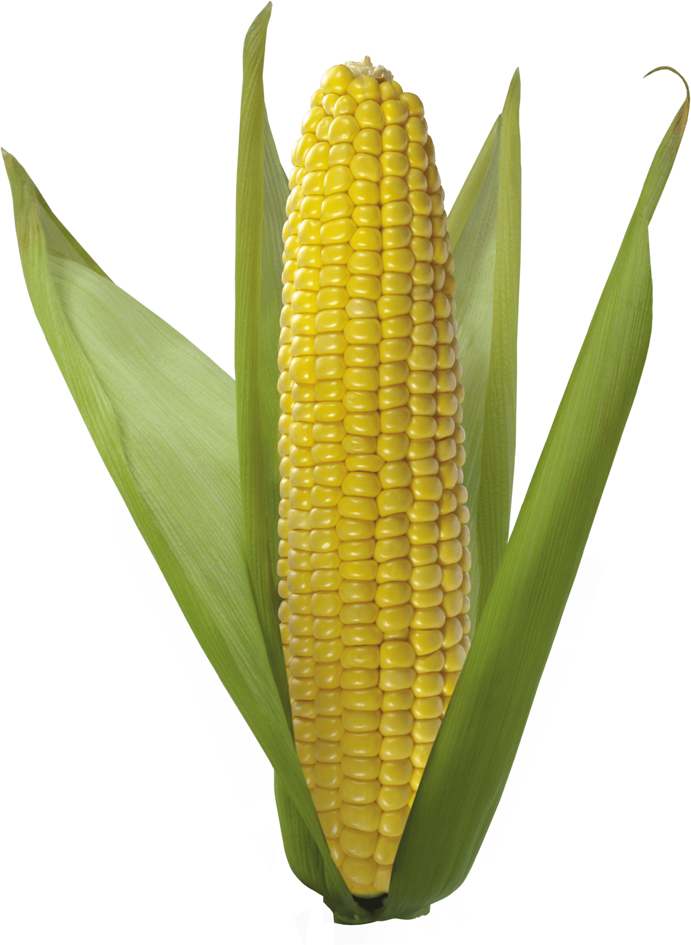 Corn Png Image PNG Image