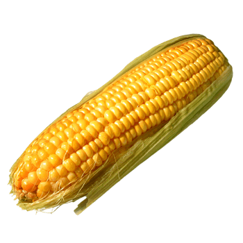 Corn Png Image PNG Image