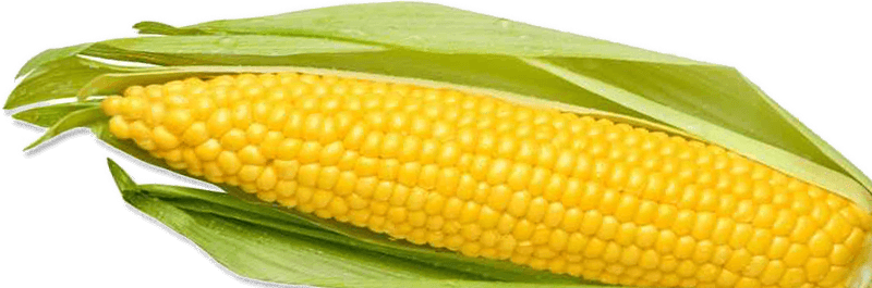 Corn Png Image PNG Image