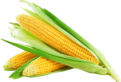 Corn Png Image PNG Image