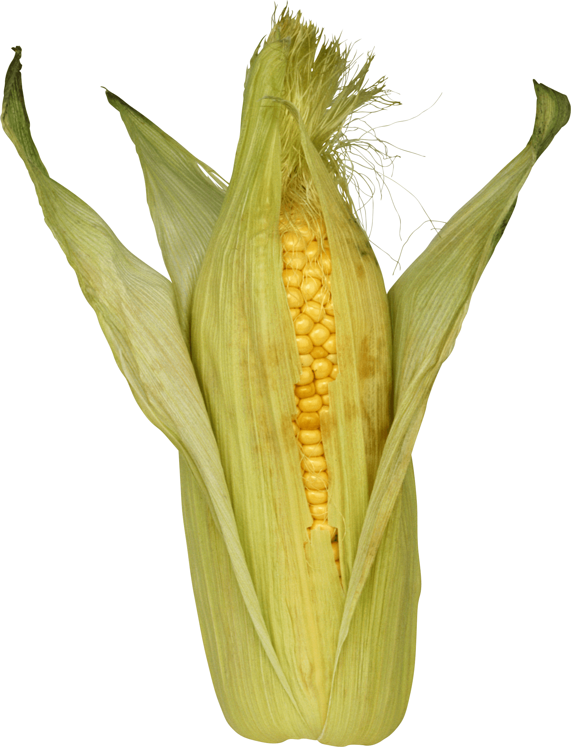 Corn Png Image PNG Image