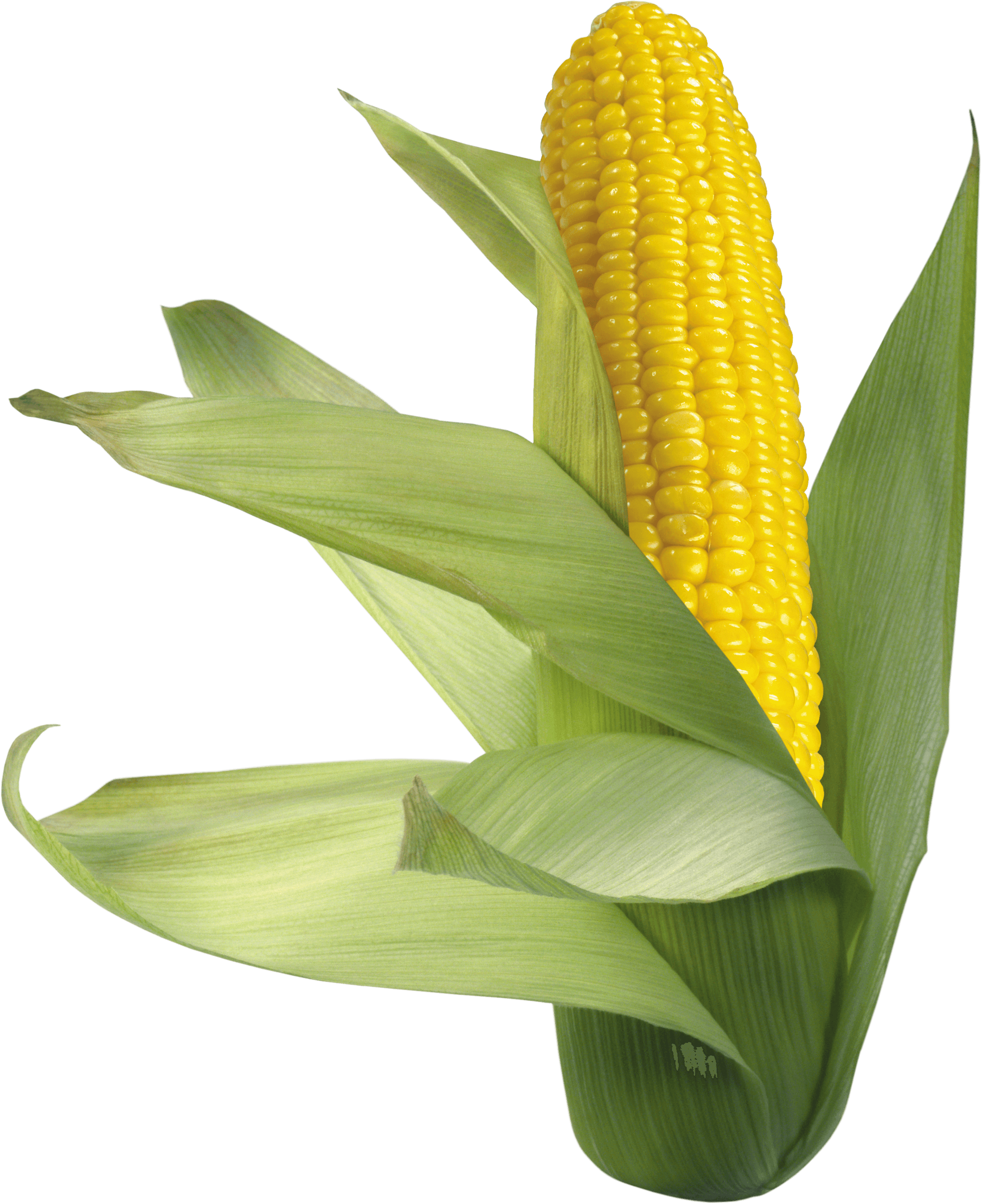 Corn Png Image PNG Image