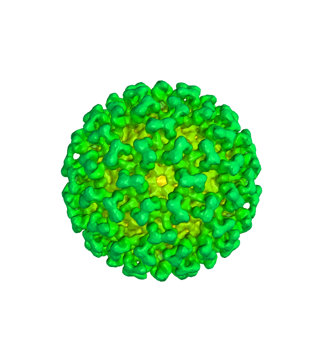 Picture Coronavirus Disease Free HQ Image PNG Image