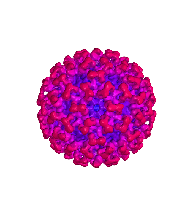 Virus Covid-19 Free Download Image PNG Image