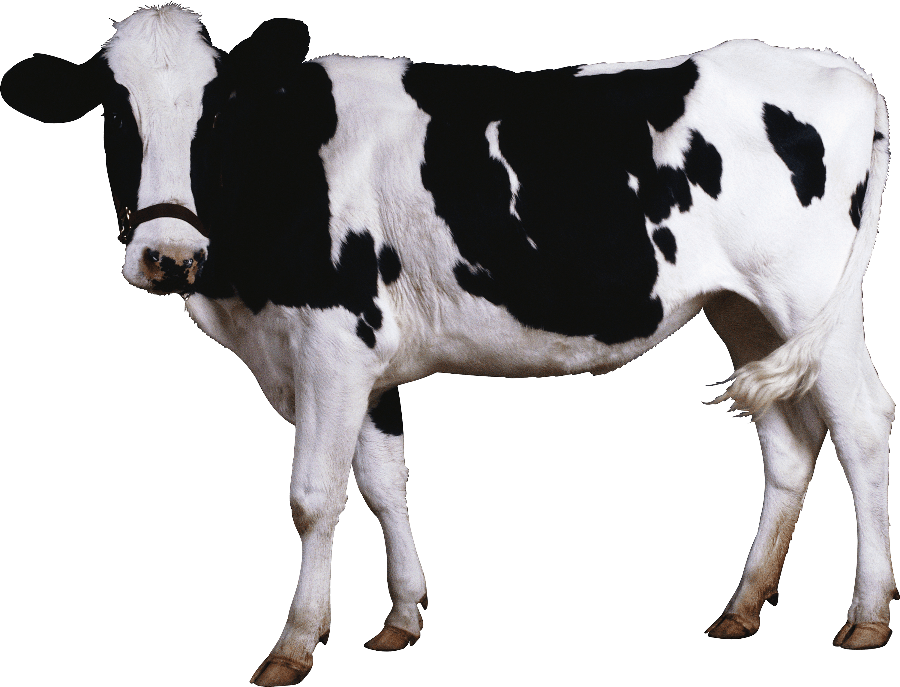 Cow Png Image PNG Image