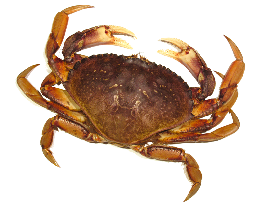 Crab Png Image PNG Image