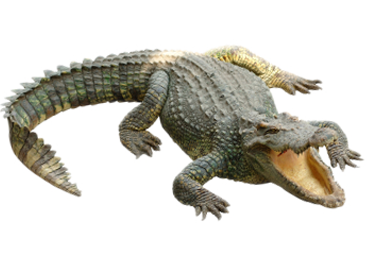 Crocodile Png PNG Image