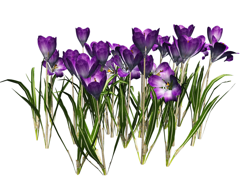 Crocus Free Download Png PNG Image