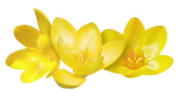 Crocus Png PNG Image