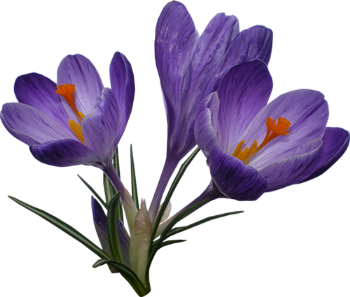 Crocus Png File PNG Image