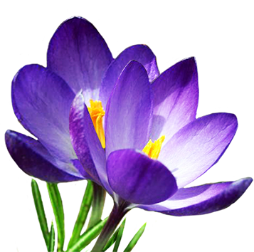 Crocus Png Images PNG Image