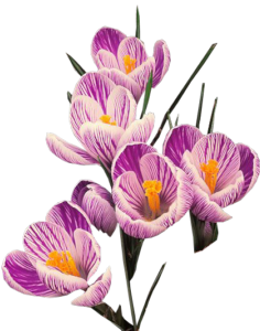 Crocus Download Png PNG Image