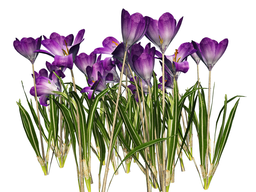 Crocus Png Clipart PNG Image