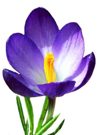 Crocus Png Image PNG Image