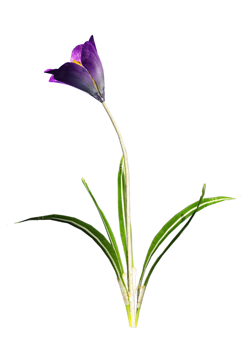 Crocus Free Png Image PNG Image