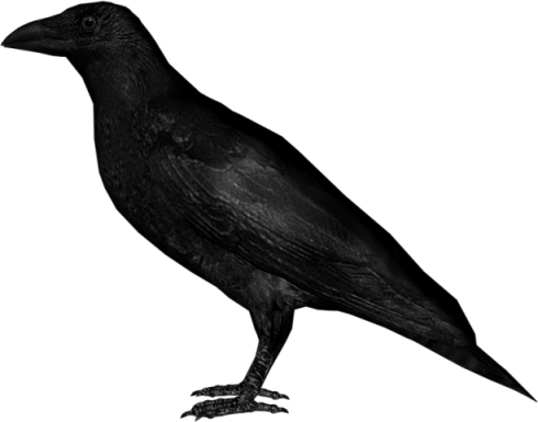 Crow Png Image PNG Image