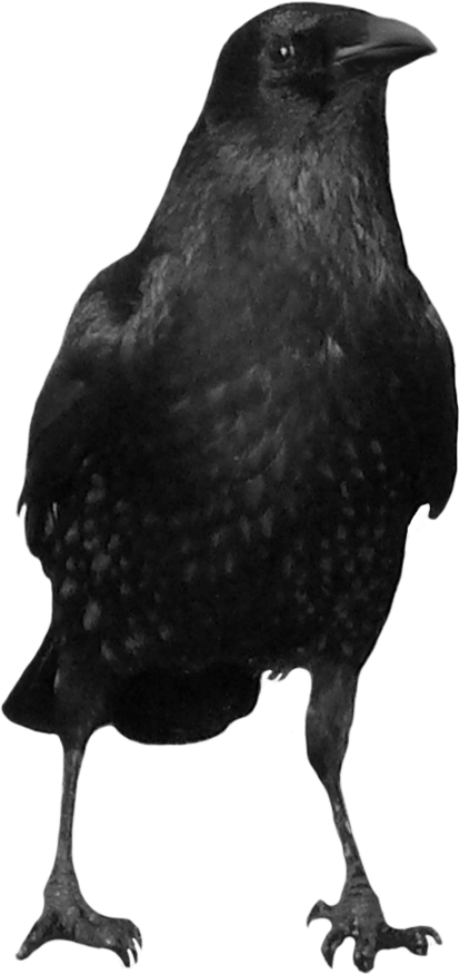 Black Crow Png Image PNG Image