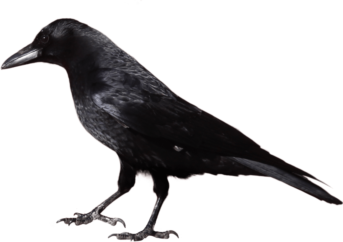 Black Crow Png Image PNG Image