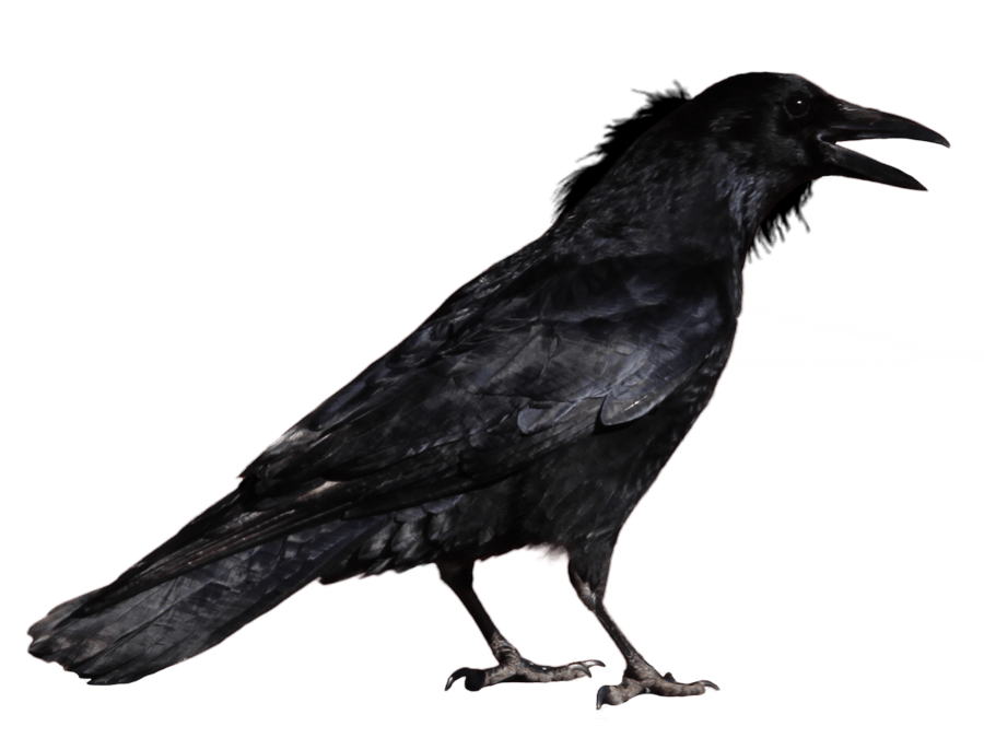 Crow Png Image PNG Image