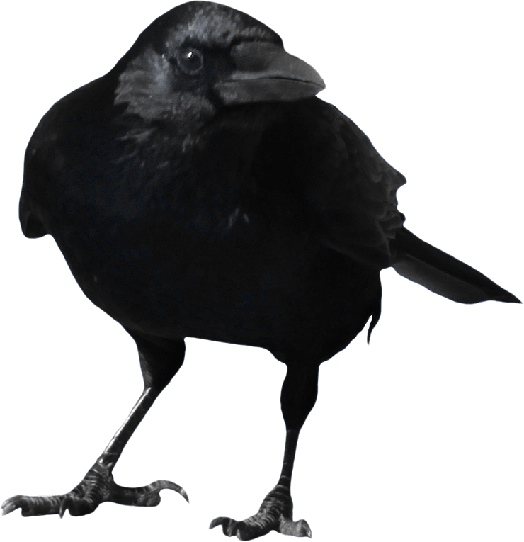 Crow Png Image PNG Image