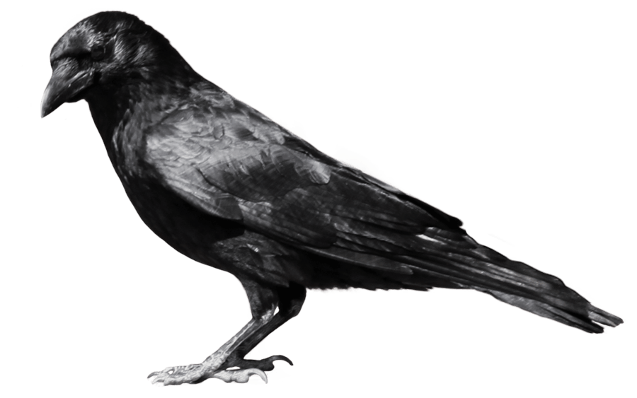 Crow Png Image PNG Image