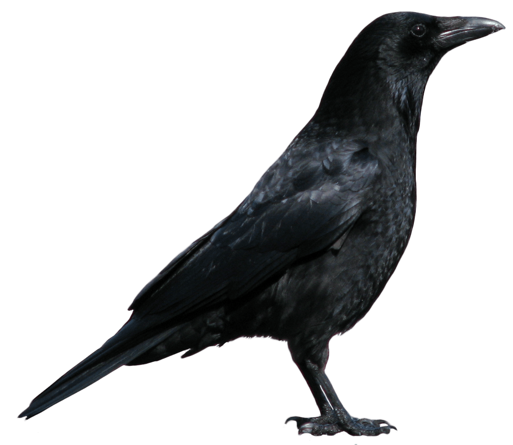 Crow Png Image PNG Image