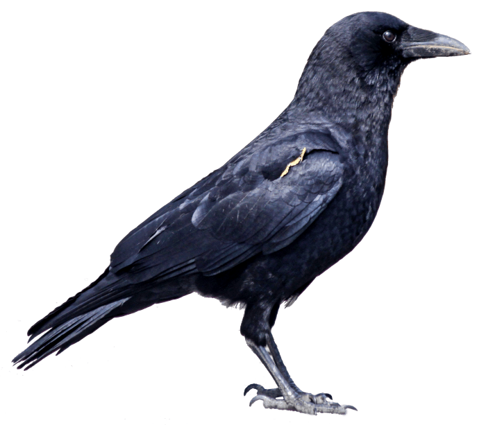 Black Crow Png Image PNG Image