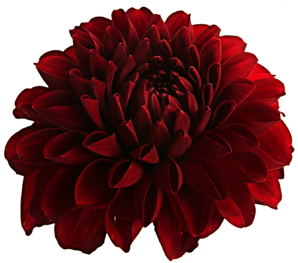 Dahlia Png Hd PNG Image