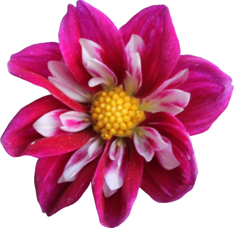 Dahlia Png Clipart PNG Image