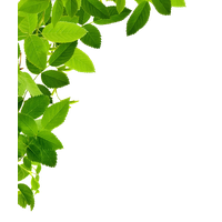 Leaf Frame Image PNG Image