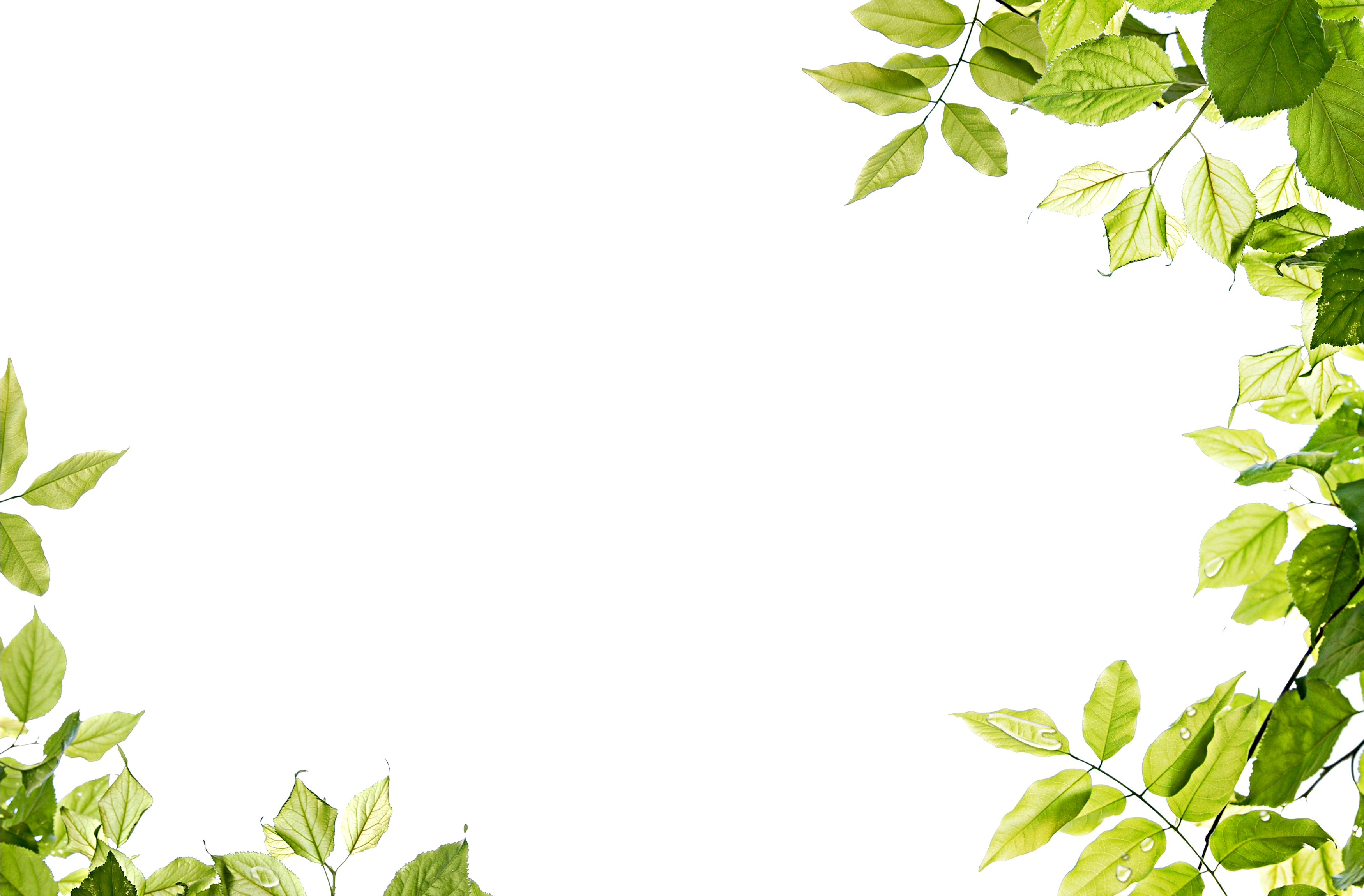 Leaf Frame Transparent PNG Image