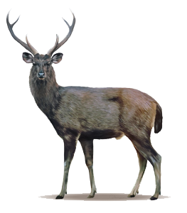 Deer High-Quality Png PNG Image