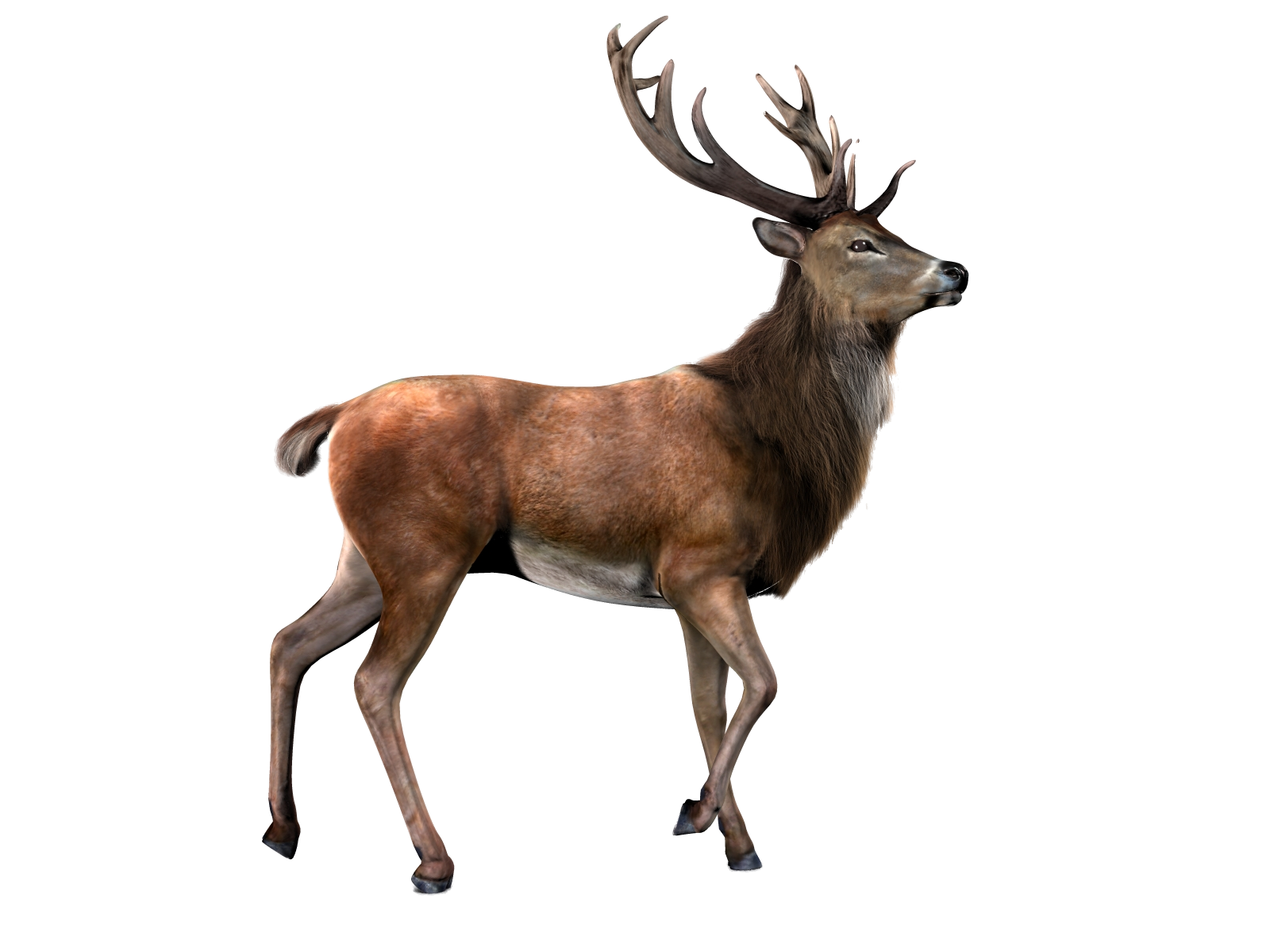 Deer With Transparent Background PNG Image