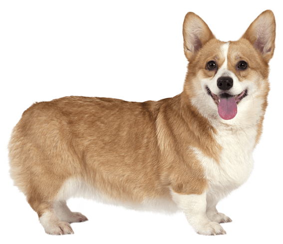 Corgi PNG Free Photo PNG Image