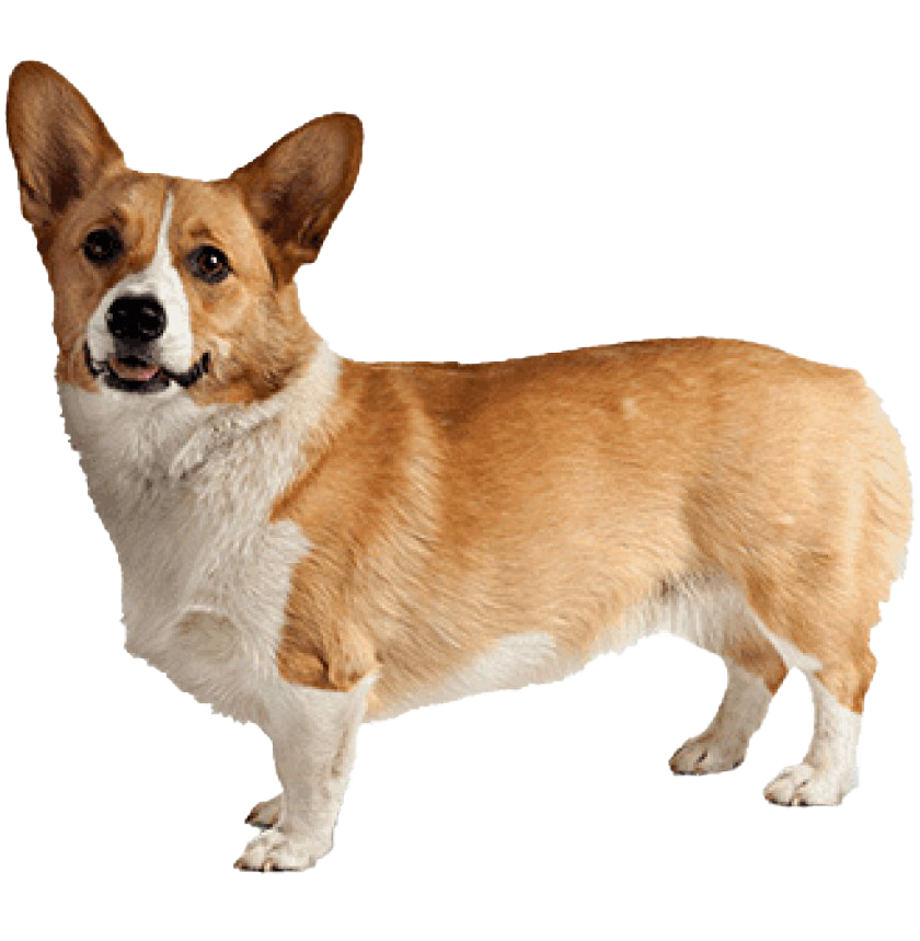 Corgi Free Clipart HQ PNG Image