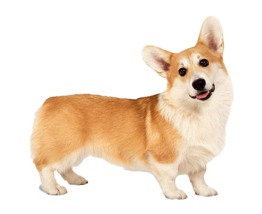 Corgi Free PNG HQ PNG Image