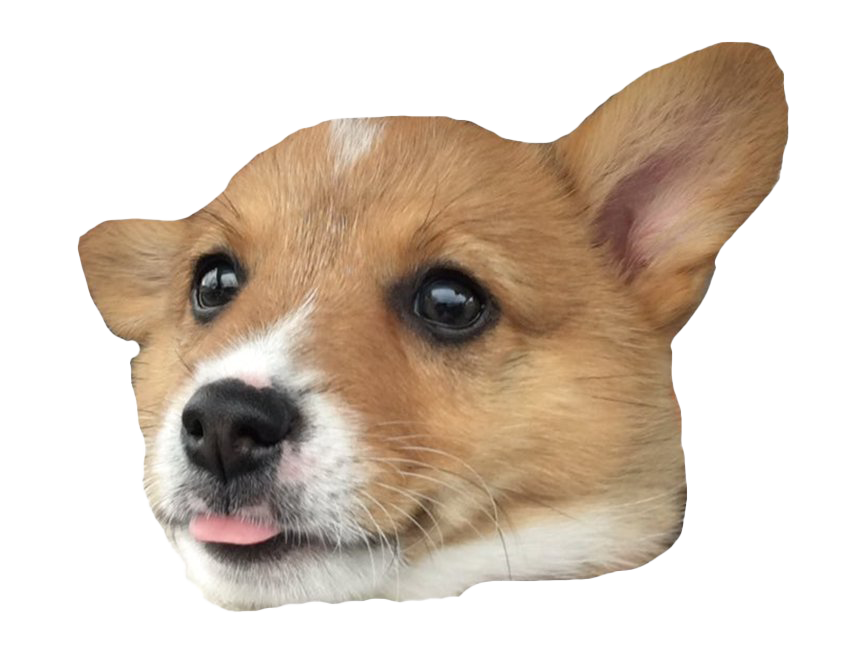 Corgi Free HQ Image PNG Image