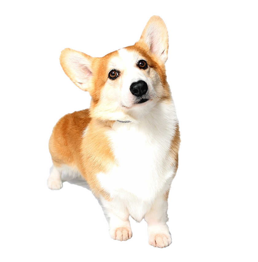 Corgi HQ Image Free PNG Image