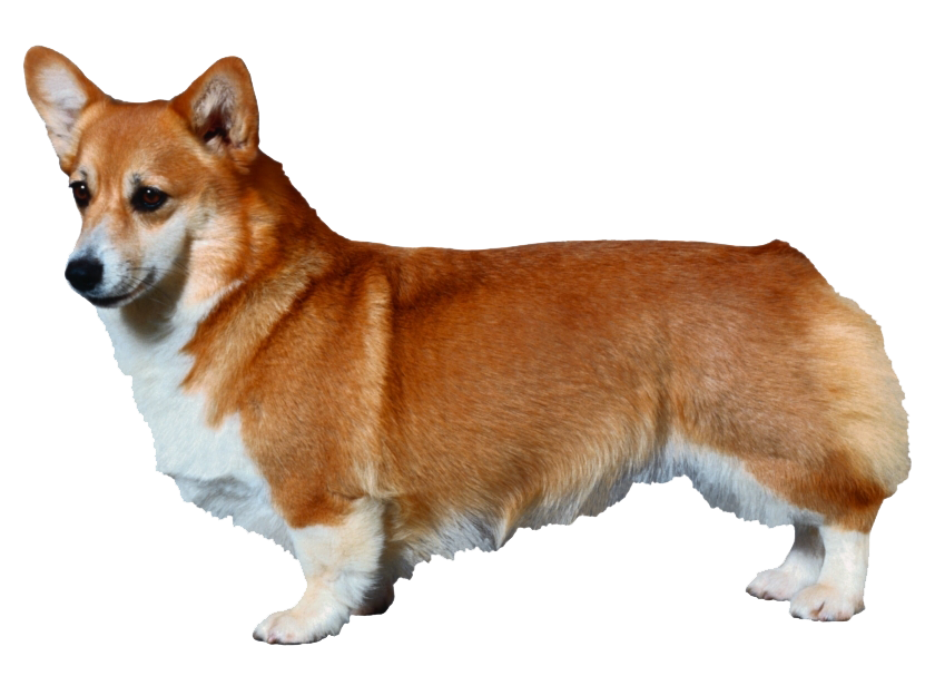 Corgi Free HQ Image PNG Image