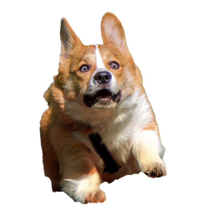 Corgi Photos Free Transparent Image HD PNG Image