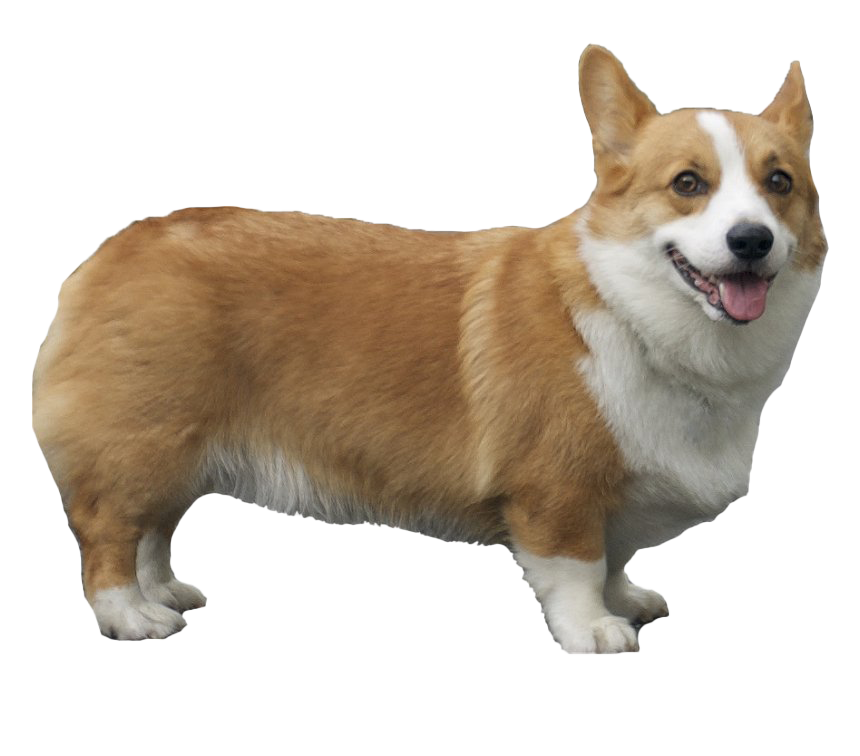 Corgi Pic Free Download PNG HD PNG Image