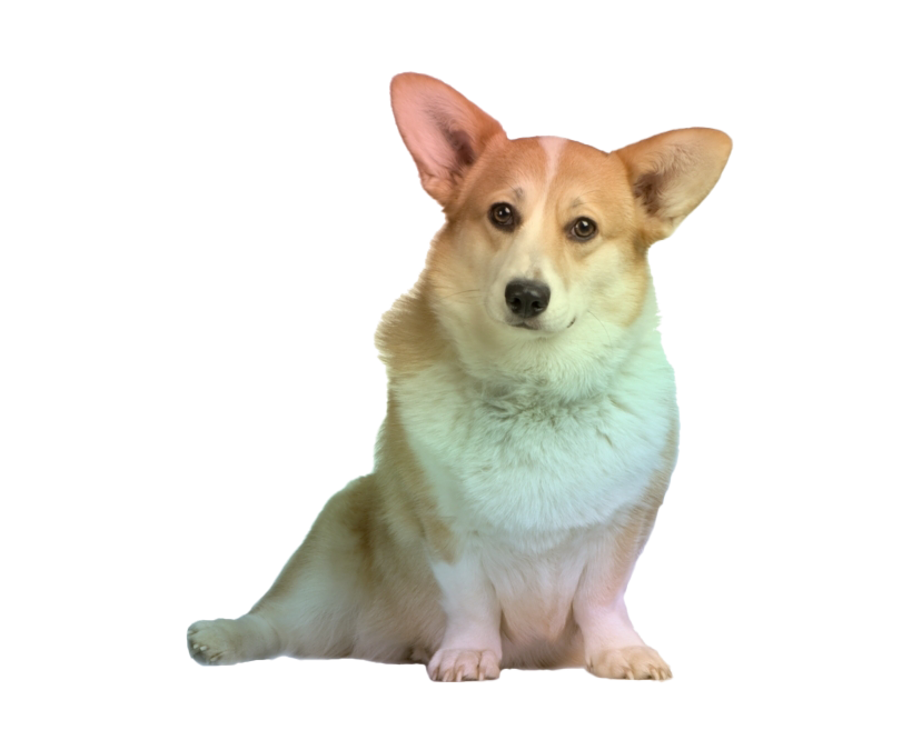 Corgi Free Clipart HQ PNG Image