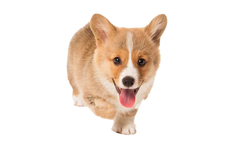 Corgi Picture Download HQ PNG Image