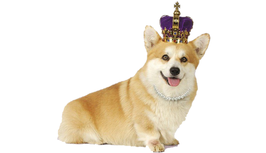 Corgi Download HQ PNG Image