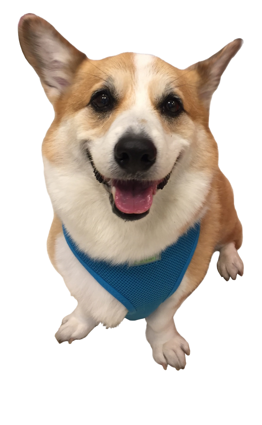 Corgi Free PNG HQ PNG Image