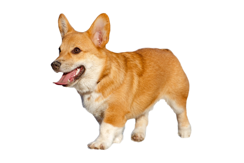 Corgi PNG Image High Quality PNG Image